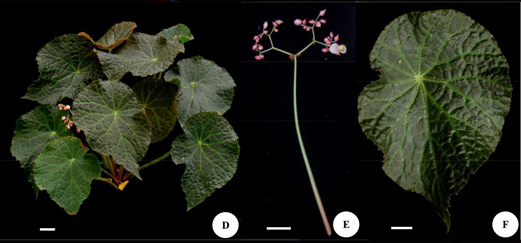 B. ‘Fiandani’